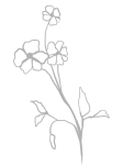 fiore1_ok fiore1_ok