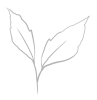 fiore2_ok.png